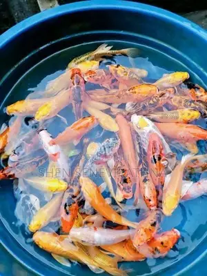 Koi Fish