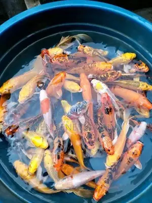 Koi Fish