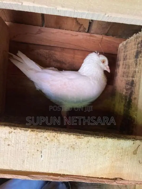 Pigeon