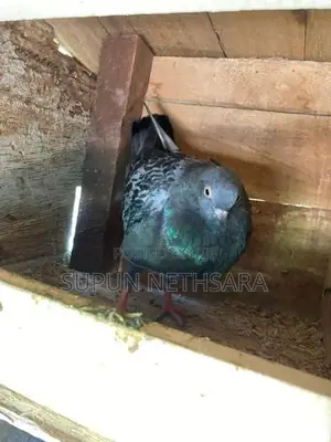 Pigeon