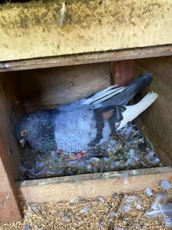 Pigeon