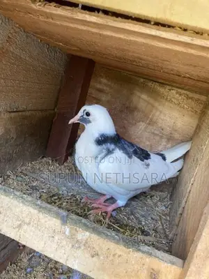 Pigeon
