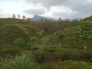Land for sale in Hatton