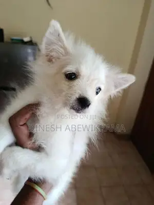 Pomaneriyan Dog