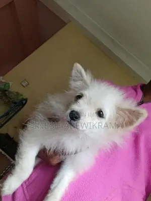 Pomaneriyan Dog