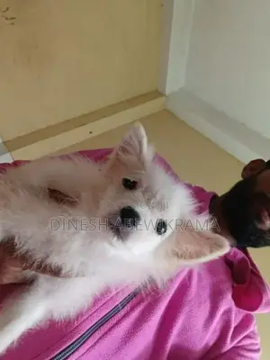 Pomaneriyan Dog