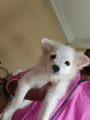 Pomaneriyan Dog