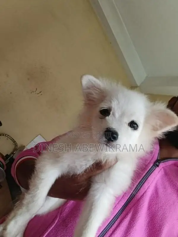 Pomaneriyan Dog