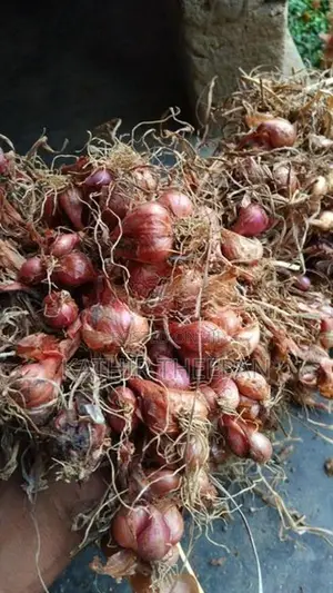 Onions Seeds