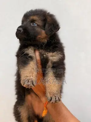 German Shepherd Puppies