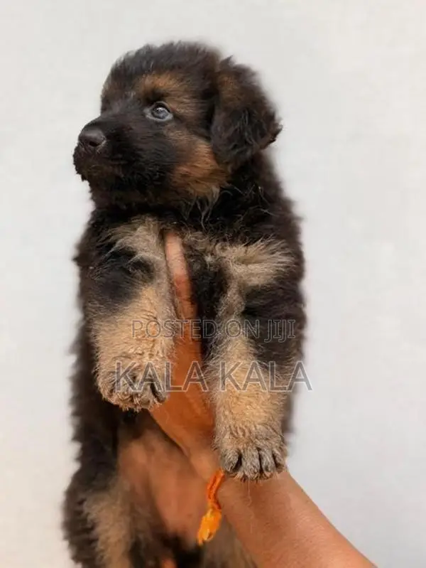German Shepherd Puppies