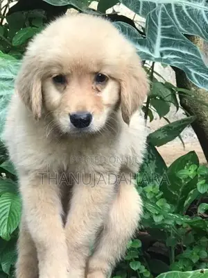 Golden Retriever Pappy