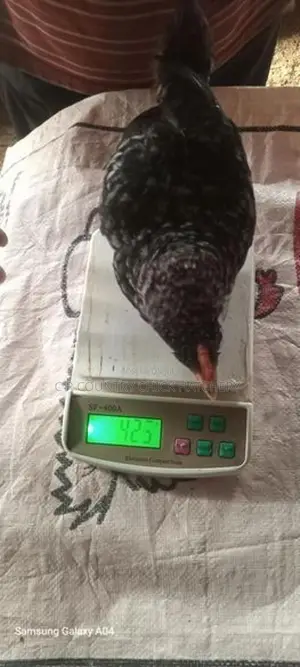 One Month Old Chick