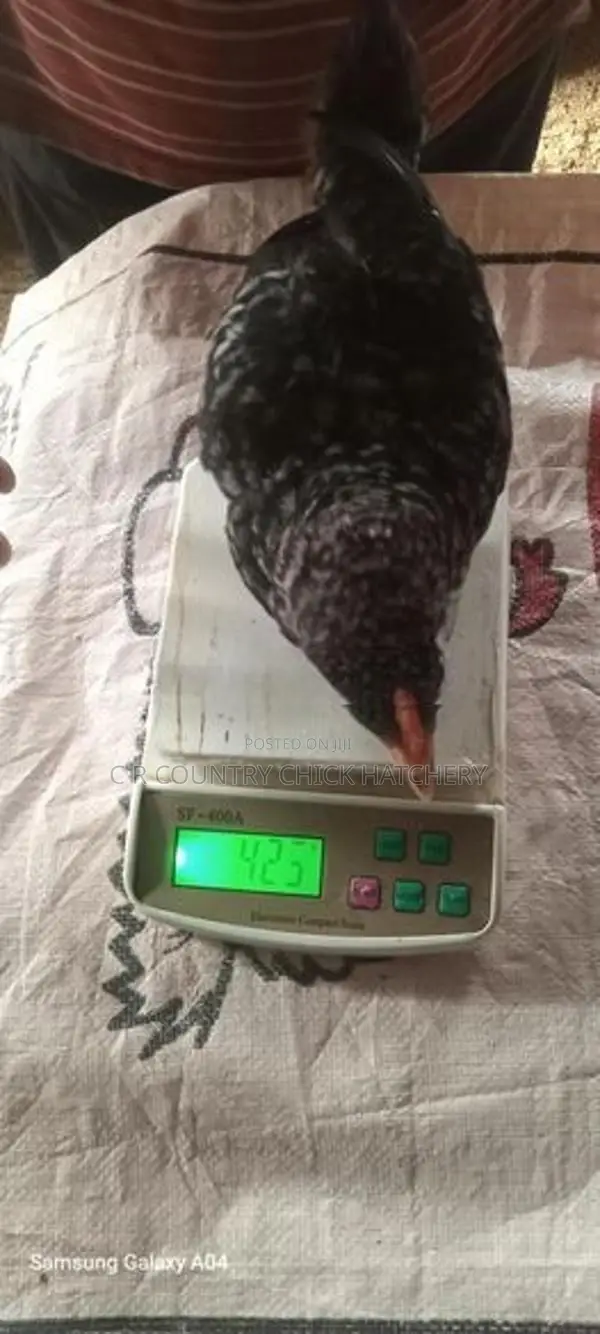 One Month Old Chick