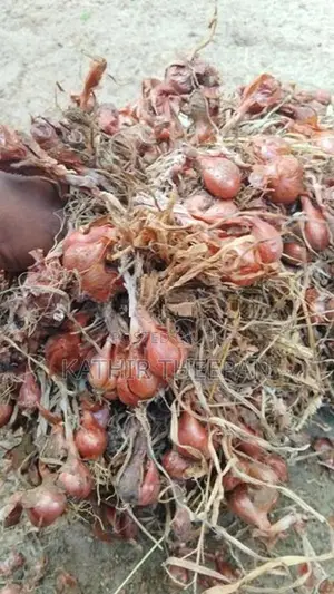 Onions Seeds