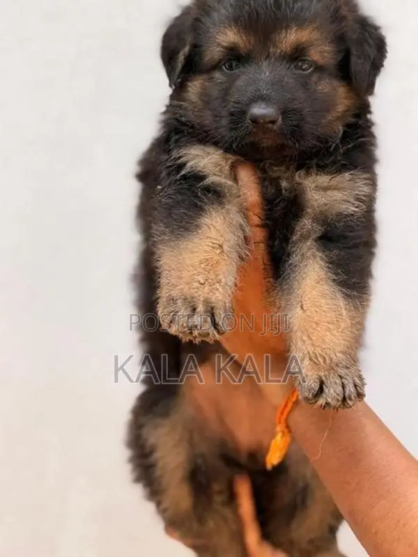 German Shepherd Puppies