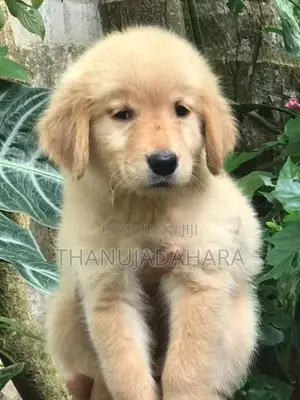 Golden Retriever Pappy