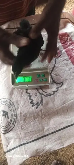 One Month Old Chick