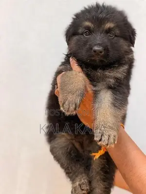 German Shepherd Puppies