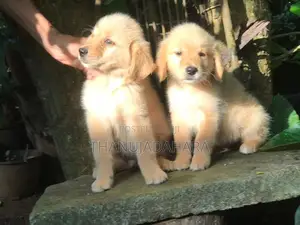 Golden Retriever Pappy