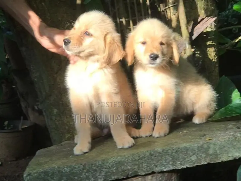 Golden Retriever Pappy