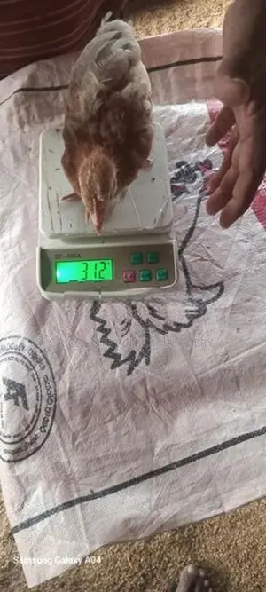 One Month Old Chick