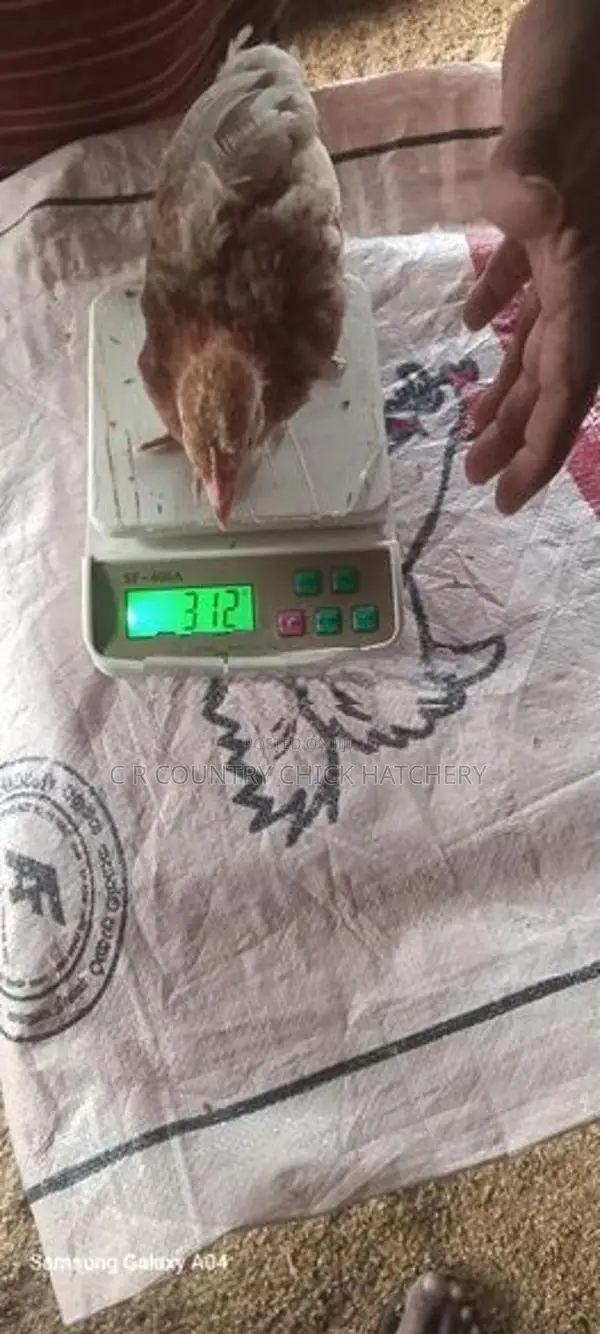 One Month Old Chick