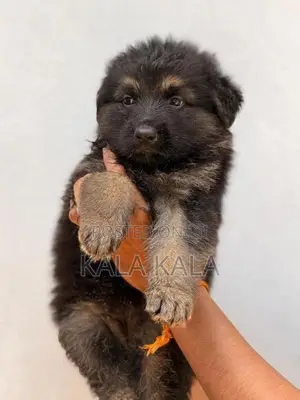 German Shepherd Puppies