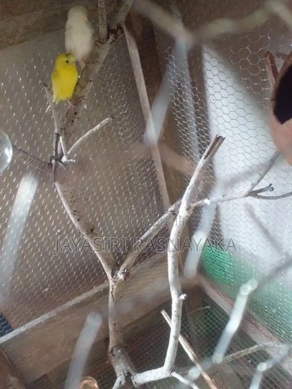 Bajri Bird