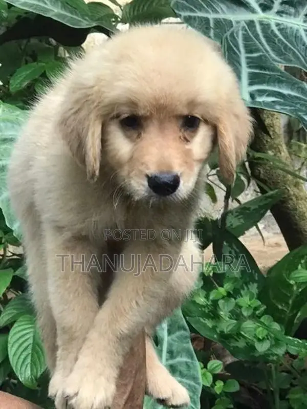 Golden Retriever Pappy