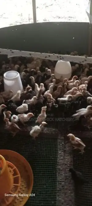 One Month Old Chick
