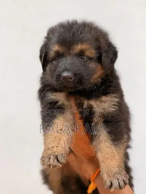German Shepherd Puppies