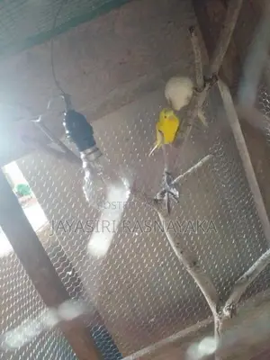 Bajri Bird