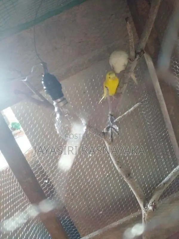 Bajri Bird