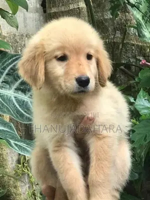 Golden Retriever Pappy