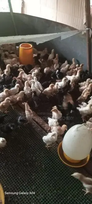 One Month Old Chick
