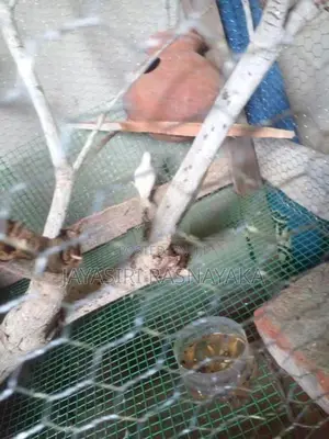Bajri Bird