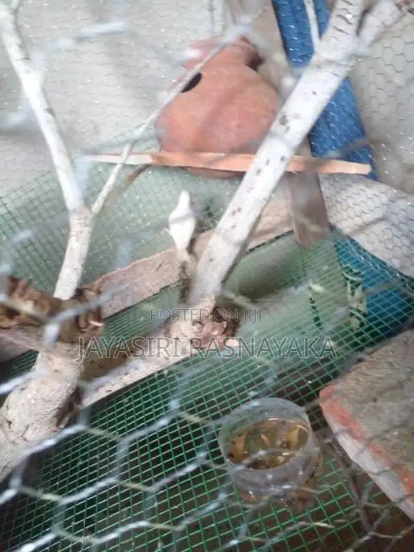 Bajri Bird