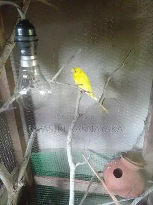 Bajri Bird