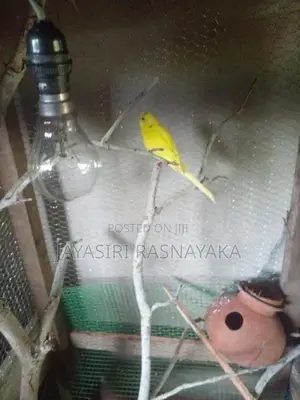 Bajri Bird