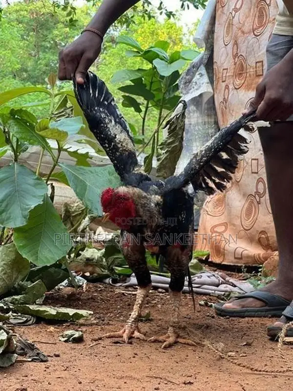 Rooster