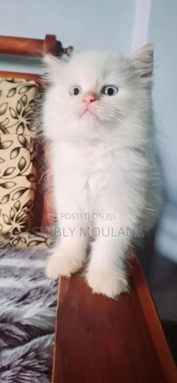 Persian Cat