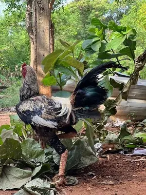 Rooster