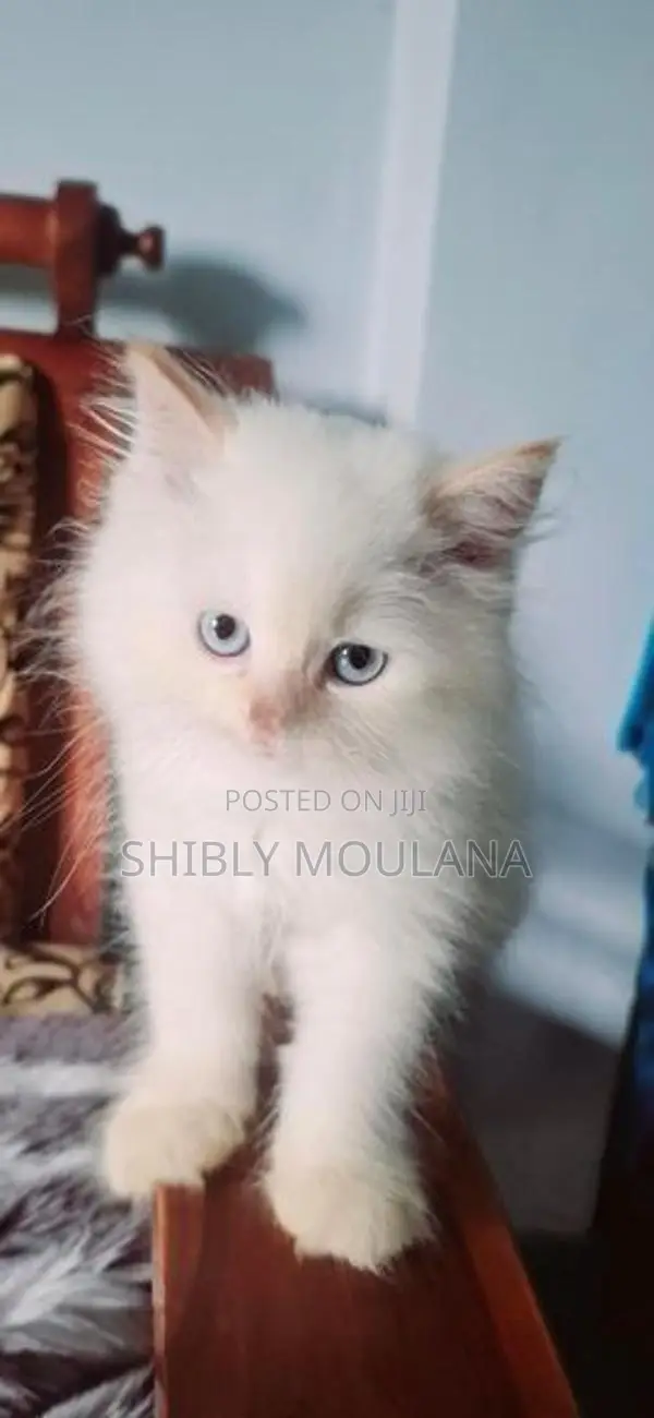 Persian Cat