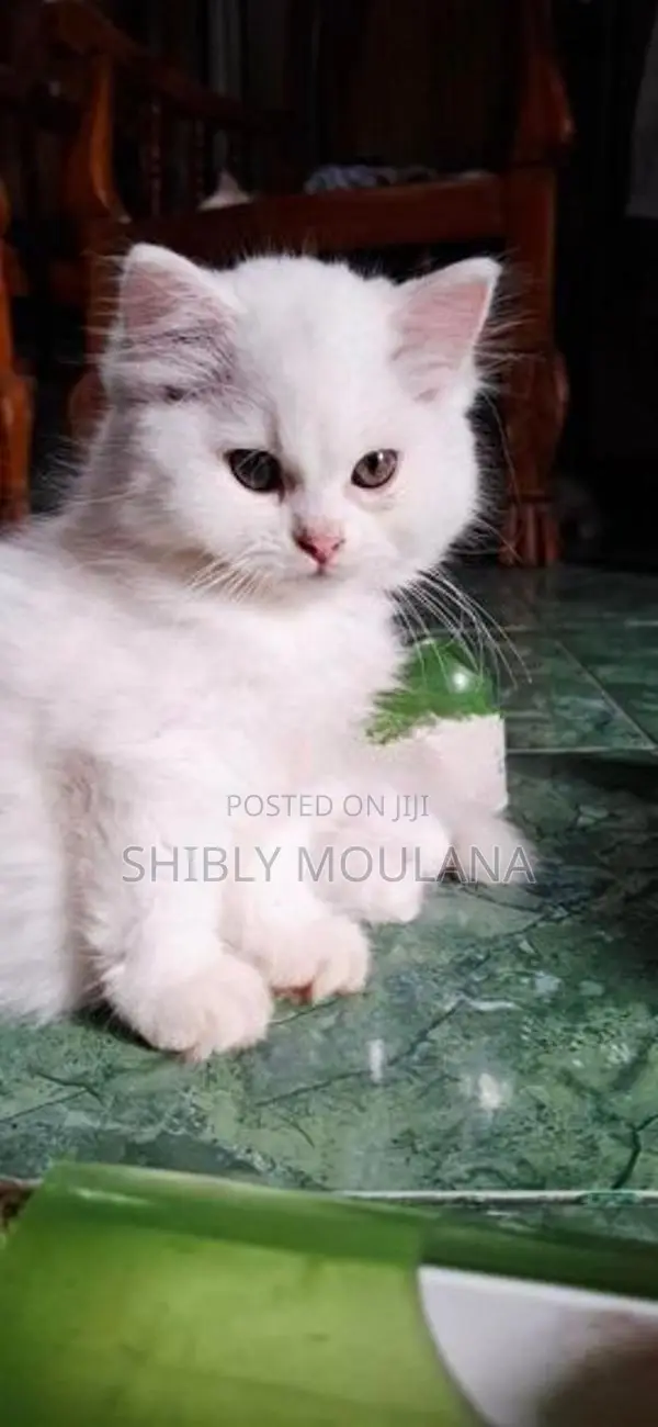 Persian Cat