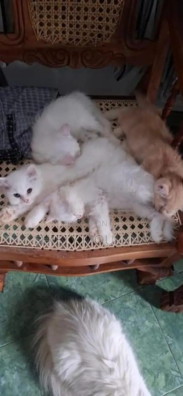 Persian Cat
