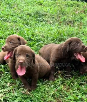 Labrador Puppies