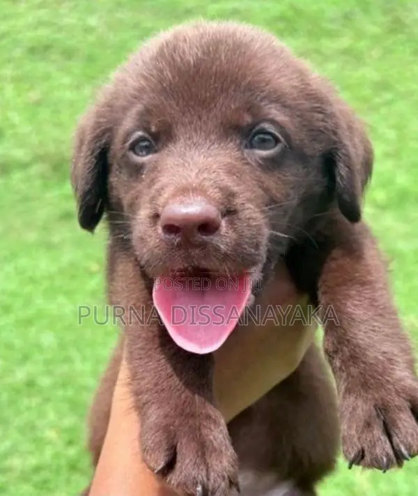 Labrador Puppies