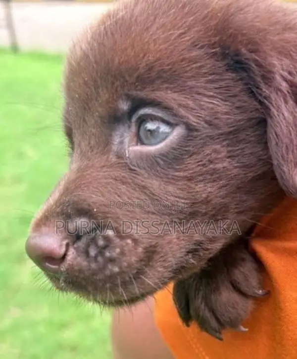Labrador Puppies