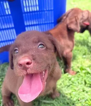 Labrador Puppies